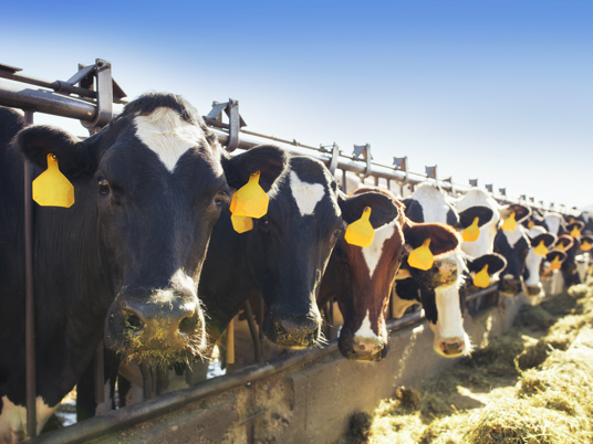 Dairy cows ready for lunch