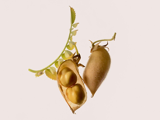 Chickpea? Chic-pea is more like it Chickpea? Chic-pea is more like it